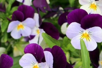 Dark and light purple flowers