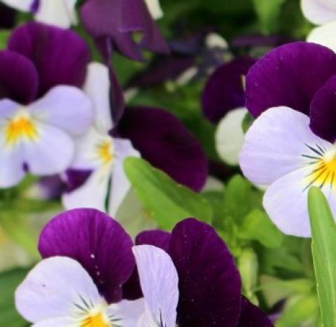 Dark and light purple flowers