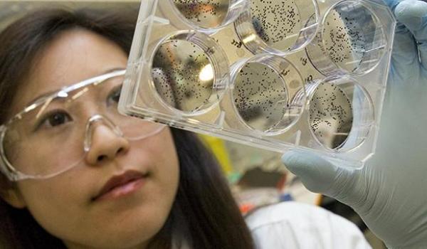 Closeup of a researcher looking at agar plates