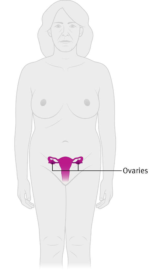 Diagram showing the location of the ovaries in the body