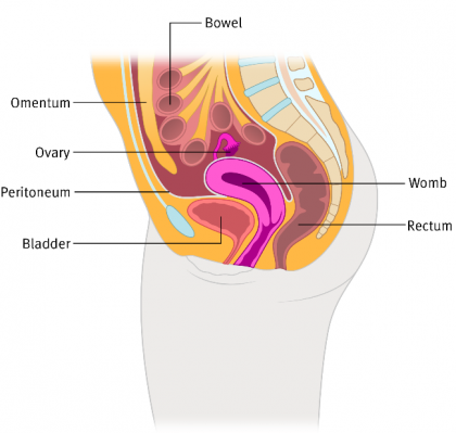 Side view of the body showing the ovaries and surrounding organs