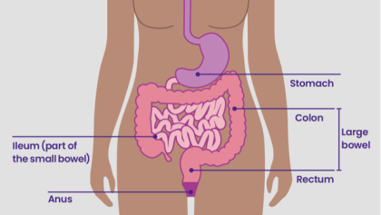 digestive system