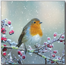 A Christmas card design, with a photo of a robin in snow