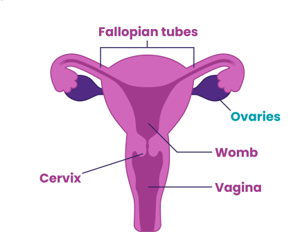 General Information About Ovarian Epithelial, Fallopian Tube, and Primary  Peritoneal Cancer