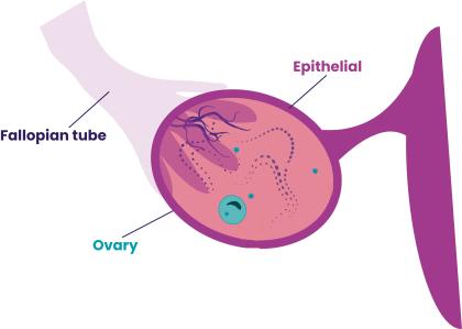 A close-up illustration showing germ cells within the ovary.