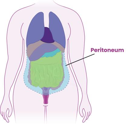 Front view of the body showing the peritoneum