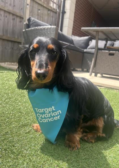 A photo of a black and brown dachshund wearing a teal coloured Target Ovarian Cancer neck scarf